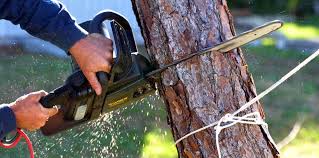 Best Arborist Consultation Services  in West Richland, WA