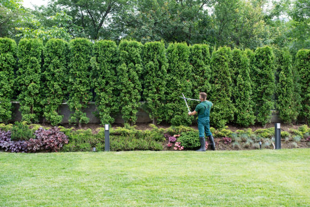 Best Root Management and Removal  in West Richland, WA